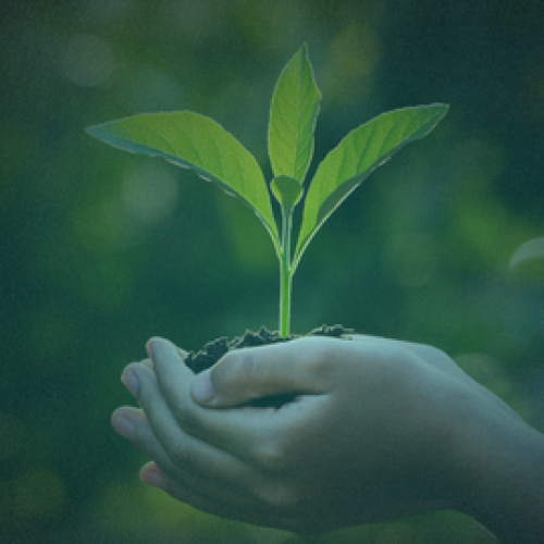 3 Powerful Verses from the Quran on Protecting the Environment 